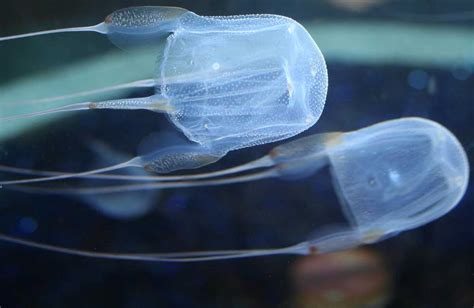 where are box jellyfish found